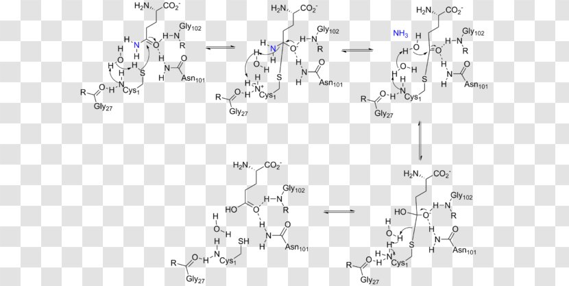 Amidophosphoribosyltransferase Glutamine Amidotransferase Phosphoribosyl Pyrophosphate Glutaminase Enzyme - Active Site - Area Transparent PNG