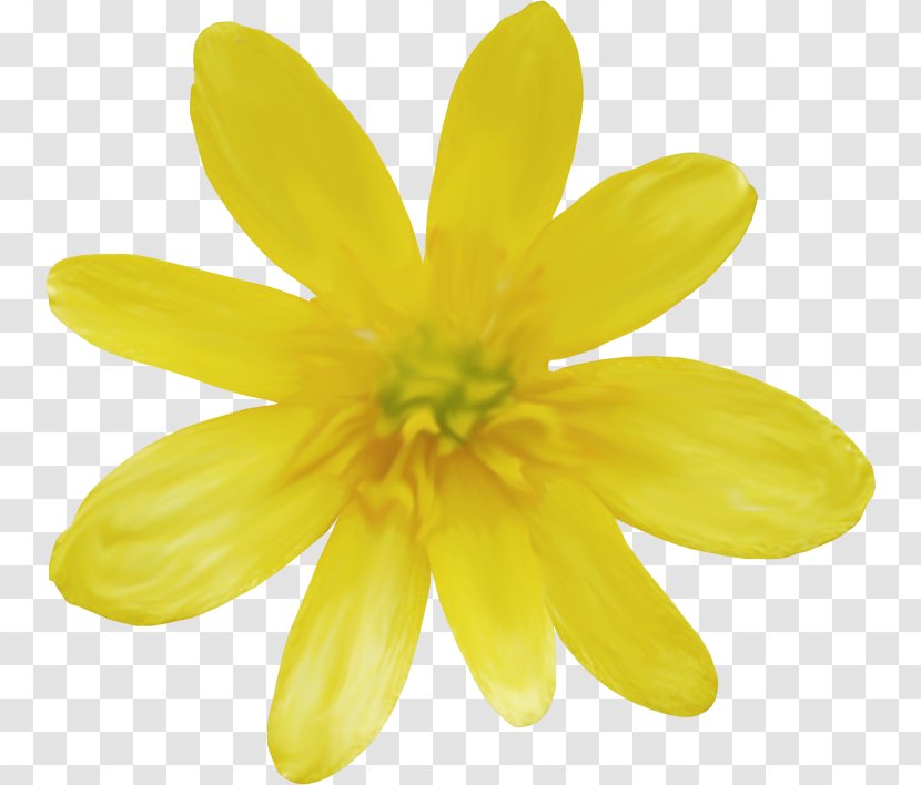 Daisy Family Common - Flowering Plant Transparent PNG