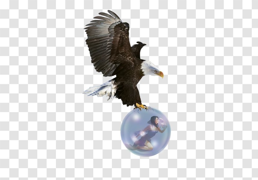 Bald Eagle Bird - Stock Photography Transparent PNG