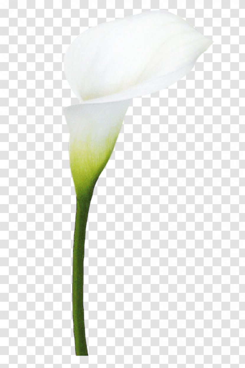 Cut Flowers Arum-lily Arum Lilies Plant - Stem - Flor Transparent PNG