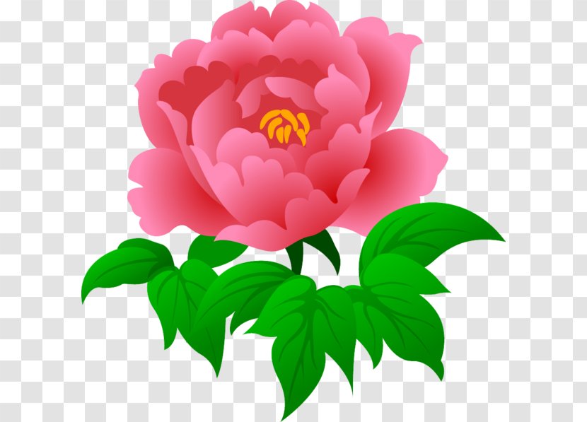 Moutan Peony Flower Rosa Chinensis Clip Art - Rose Family Transparent PNG