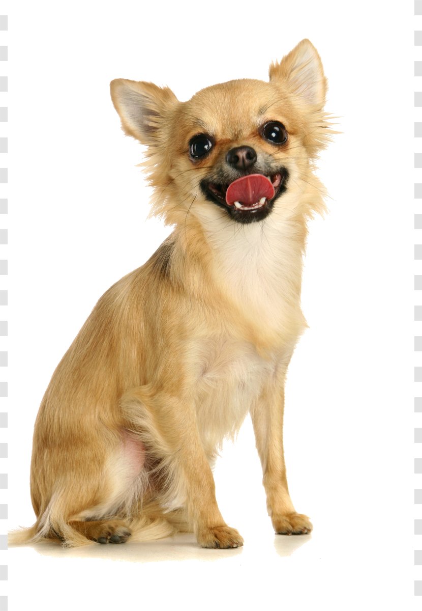 Chihuahua Russkiy Toy Puppy Dog Breed Pug - Mammal Transparent PNG