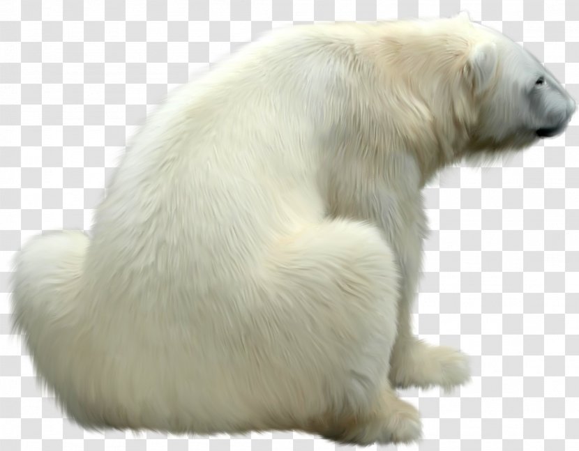 Polar Bear Dog Giant Panda - Fur Transparent PNG