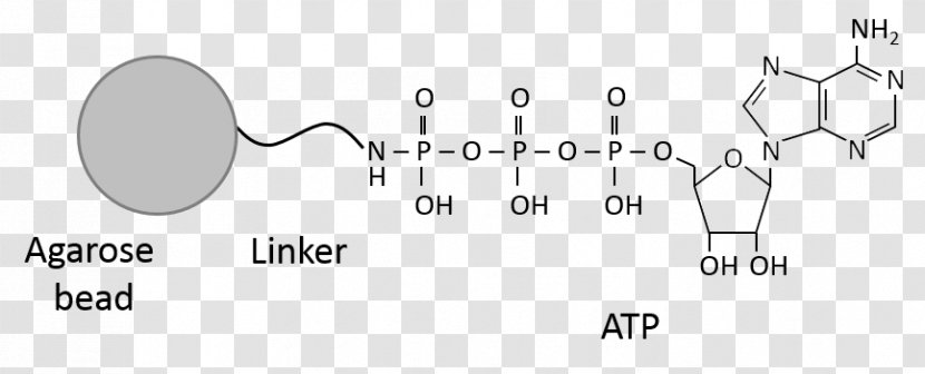 Adenosine Triphosphate Guanosine Phosphoric Acid Nucleotide - Tree - Flower Transparent PNG