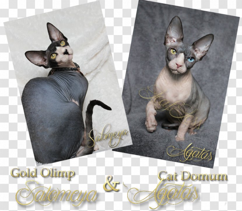 Sphynx Cat Donskoy Kitten Whiskers Fauna - Hairless Transparent PNG