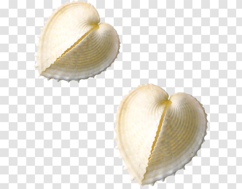 Peach Aviation Cockle - Seashell - Love Transparent PNG