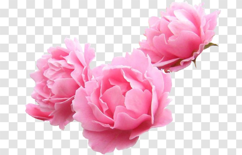 Peony Garden Roses Lilium Flower Clip Art - Floribunda - Peonies Transparent PNG