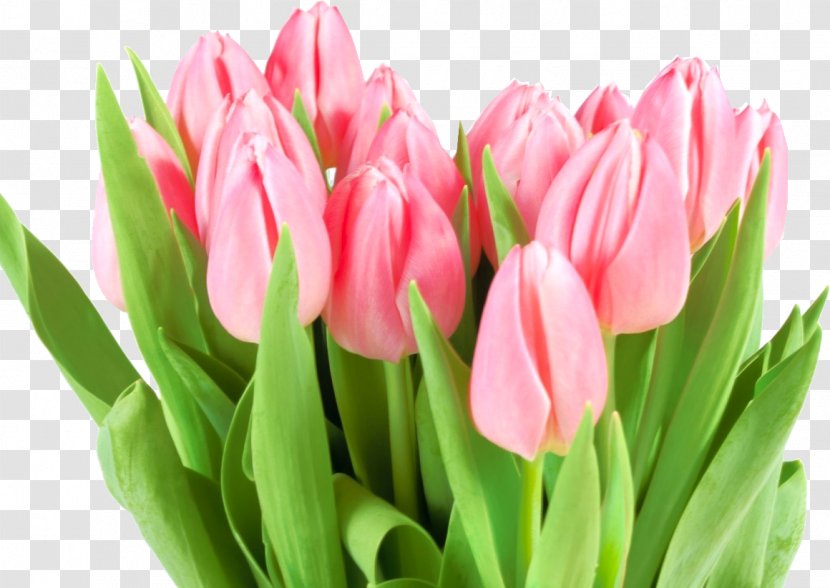 Flower Bouquet International Women's Day Tulip Woman - Petal Transparent PNG