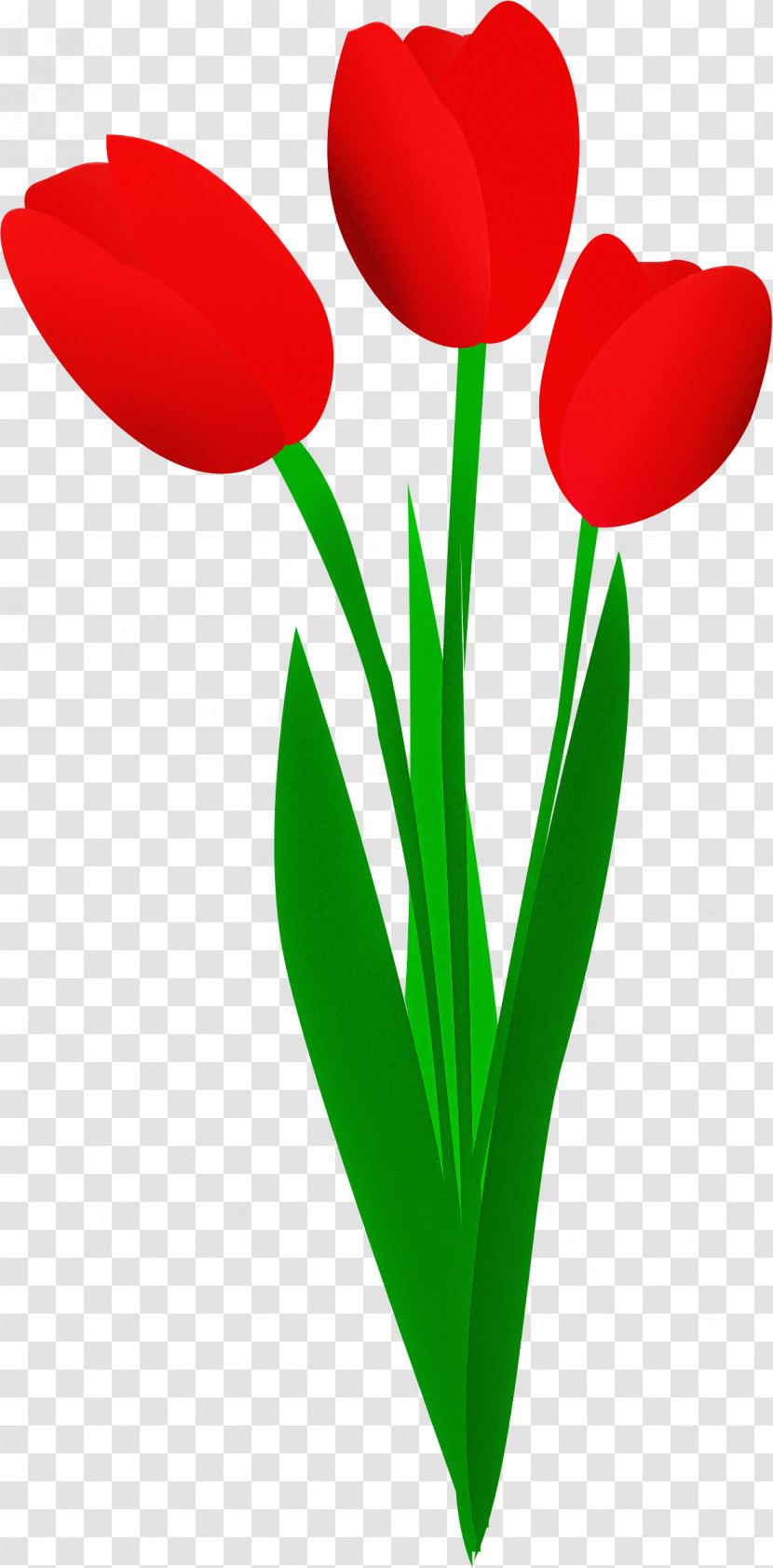 Tulip Red Petal Flower Plant Transparent PNG