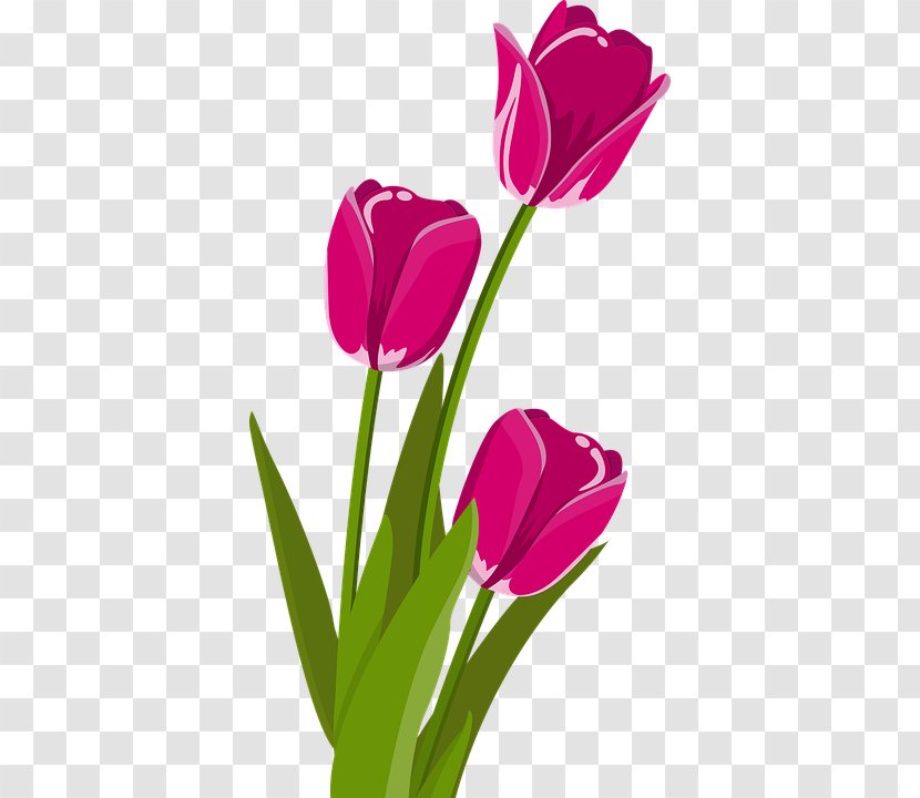 Indira Gandhi Memorial Tulip Garden Flower Clip Art - Bouquet Transparent PNG