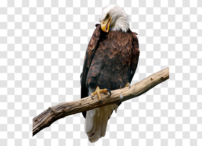 Bald Eagle Bird Clip Art - Hawk Transparent PNG