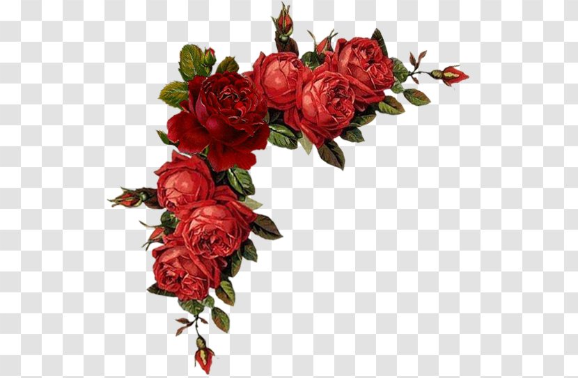 Floral Design Flower Rose Red Clip Art Transparent PNG