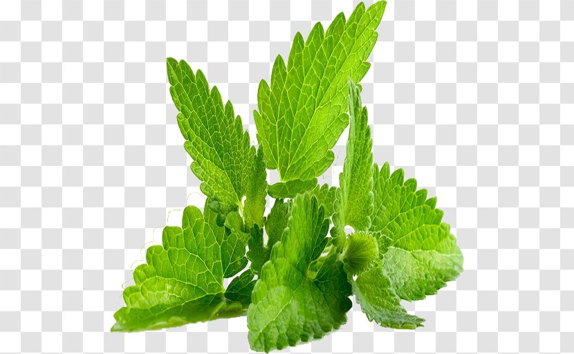 Herb Leaf Mentha Spicata Lemon Balm Plant - Chives Transparent PNG