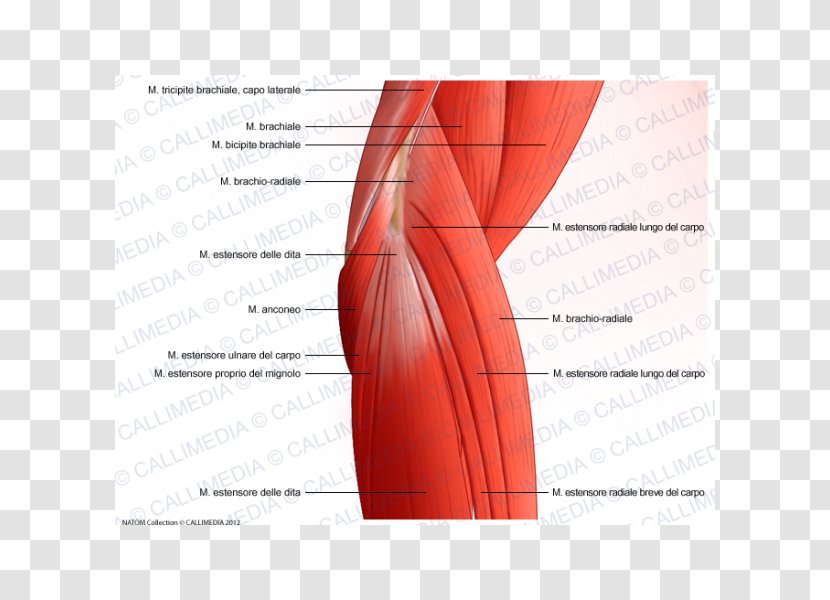 Muscle Elbow Muscular System Anatomy Shoulder - Flower - Watercolor Transparent PNG