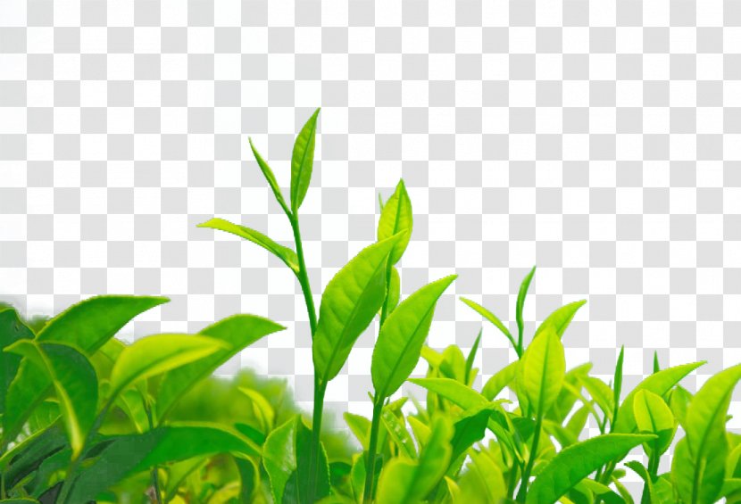 Green Tea Chrysanthemum Leaf Camellia Sinensis - Shoot Transparent PNG