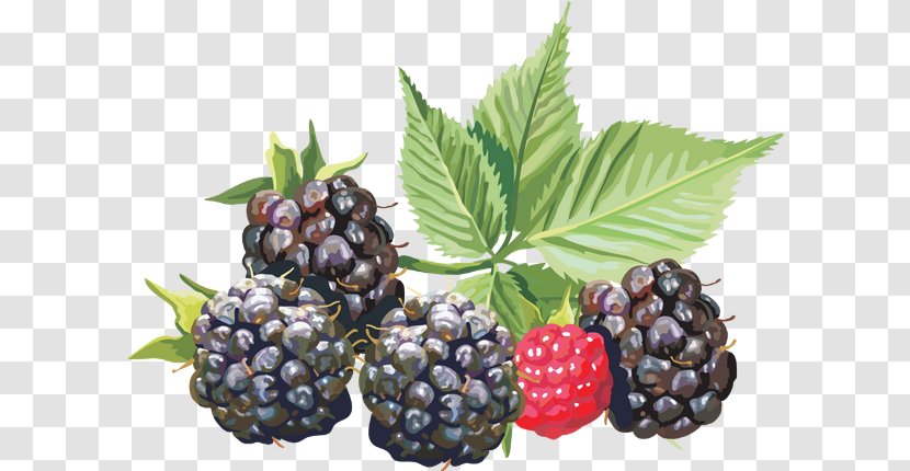 Amora Blackberry Auglis Clip Art - Raspberries Blackberries And Dewberries - Fruit Transparent PNG