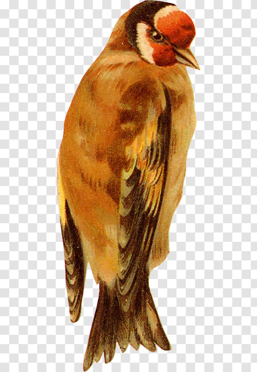 Bird Eurasian Tree Sparrow Owl - Of Prey Transparent PNG