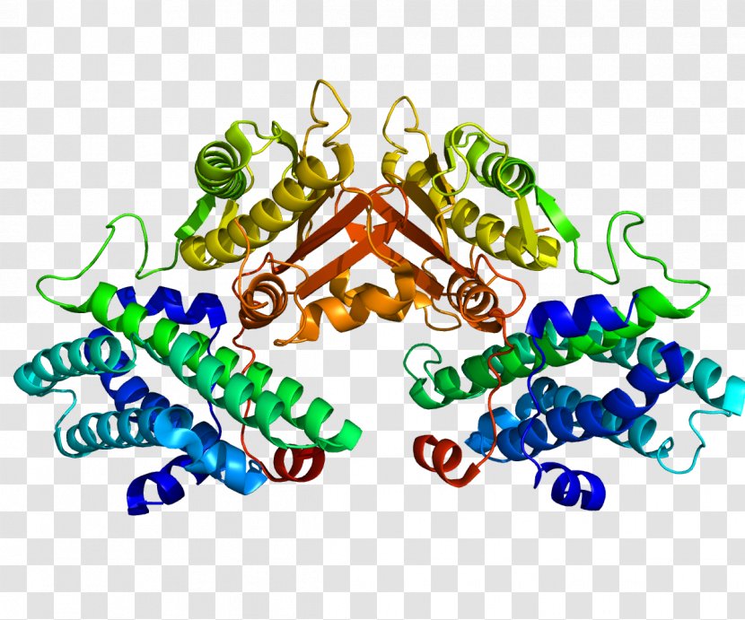 PDK4 Pyruvate Dehydrogenase Kinase Complex Isozyme - Frame - Cartoon Transparent PNG