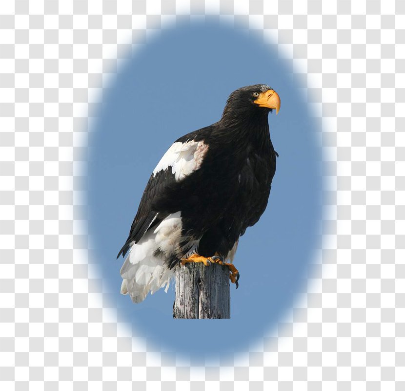 Bald Eagle Hawk Vulture Beak - Bird Of Prey Transparent PNG