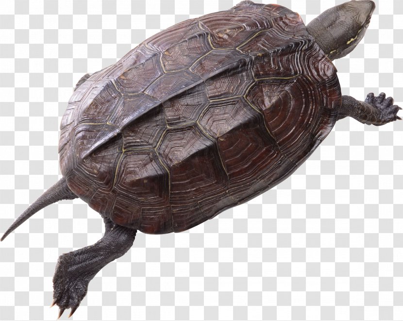 Turtle Red-eared Slider Clip Art - Common Snapping Transparent PNG