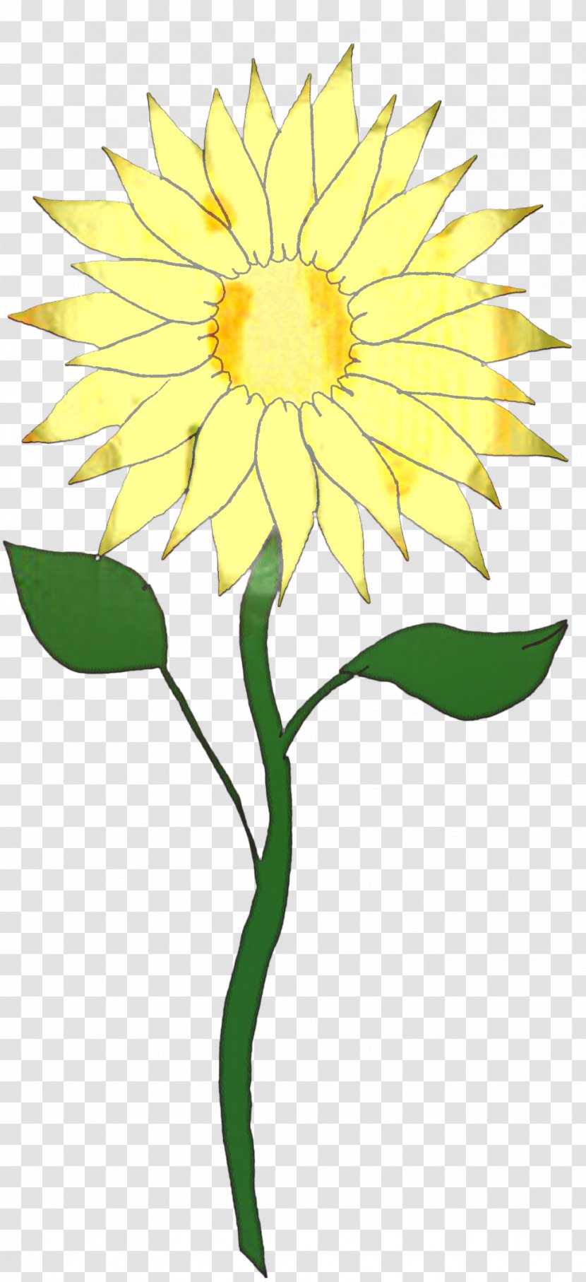 Drawing Of Family - Common Sunflower - Daisy Petal Transparent PNG