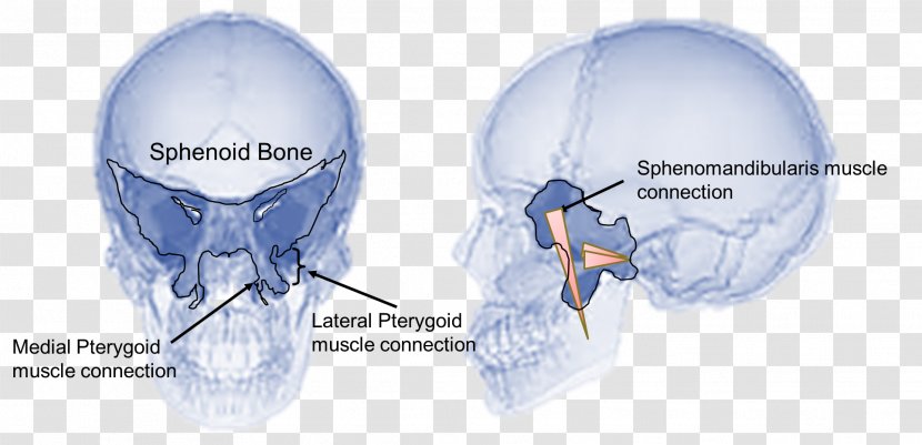 Sphenoid Bone Temporomandibular Joint Dysfunction Jaw - Silhouette - Tree Transparent PNG