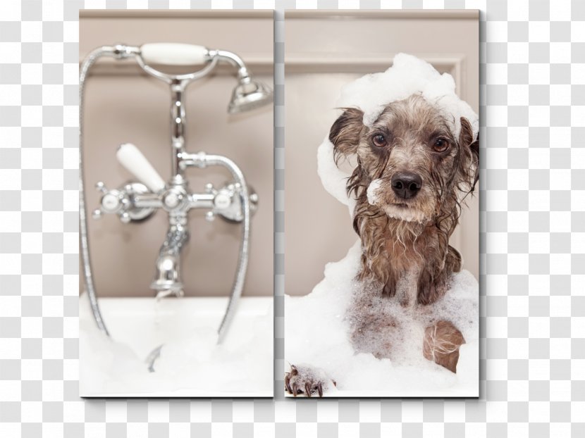 Dog Grooming Pet Bathtub Cat - Breed Transparent PNG