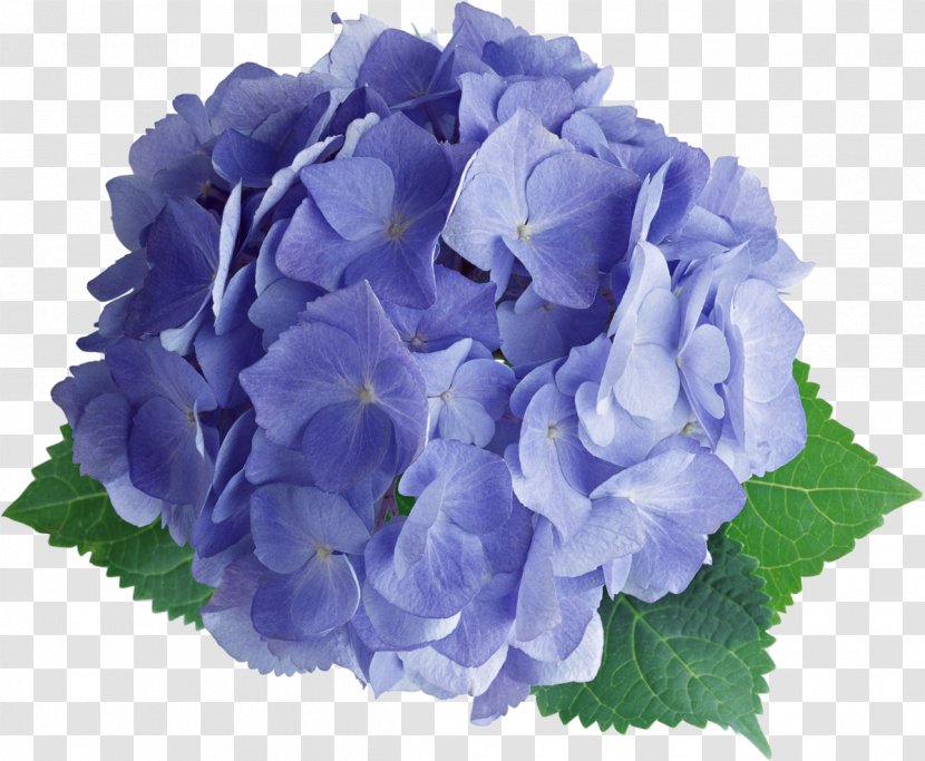 French Hydrangea Flower Photography Clip Art - Widescreen Transparent PNG
