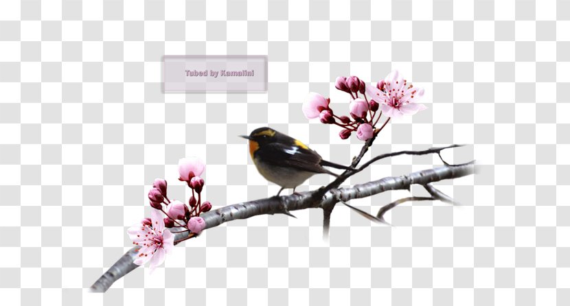 Cherry Blossom Finch ST.AU.150 MIN.V.UNC.NR AD Beak - Twig - China Transparent PNG