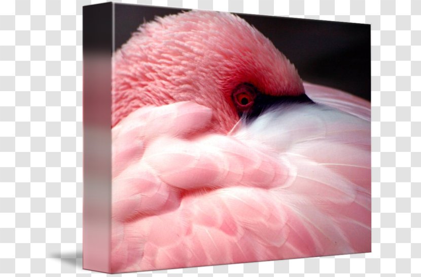 Fauna Close-up Beak Pink M Neck - Bird - Feather Transparent PNG