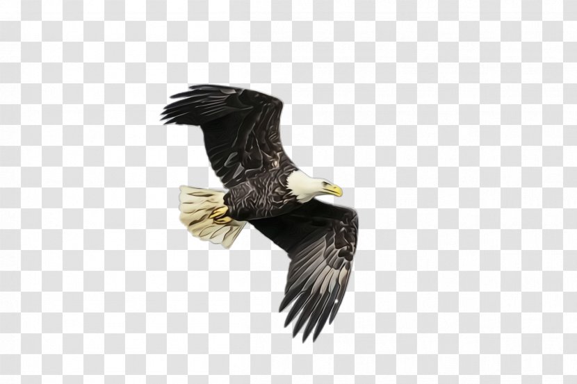 Flying Bird Background - Accipitridae - Golden Eagle Hawk Transparent PNG