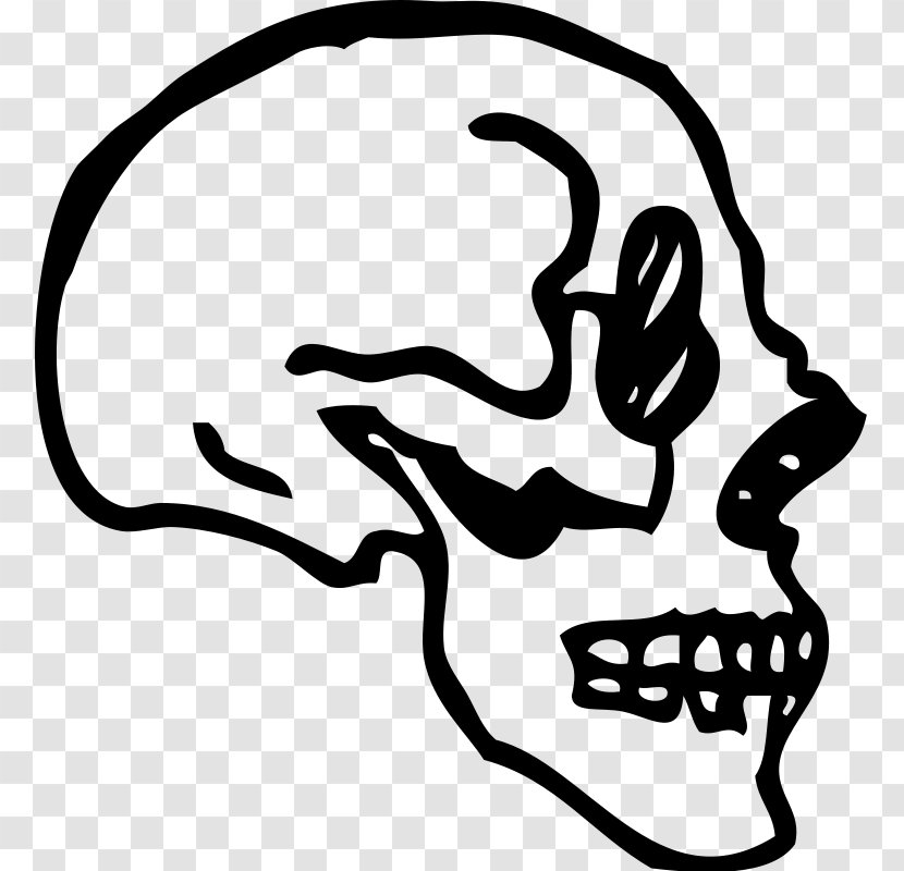 Skull Human Skeleton Drawing Clip Art Transparent PNG
