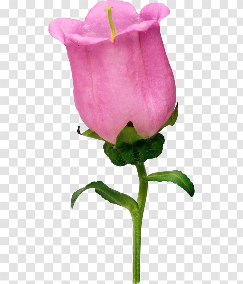 Garden Roses Cabbage Rose Bellflowers Petal - Flowerpot - Flower Transparent PNG