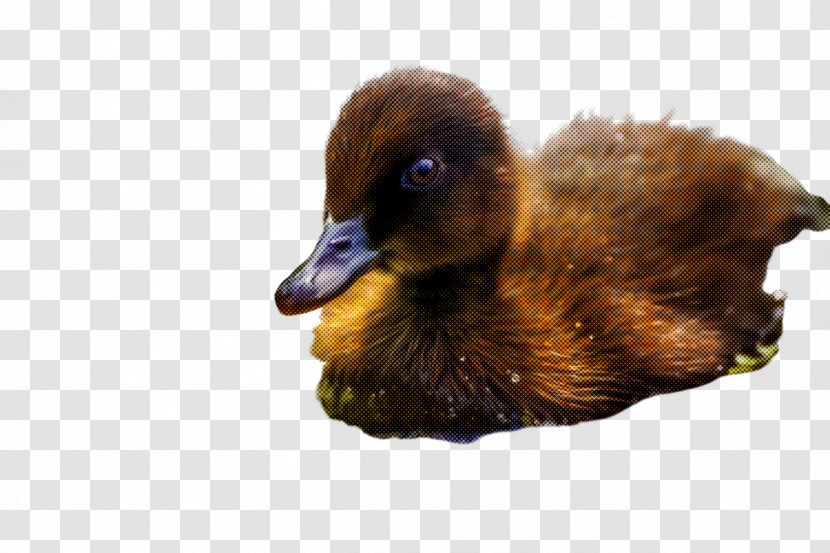 Bird Duck Water Bird Ducks, Geese And Swans Beak Transparent PNG