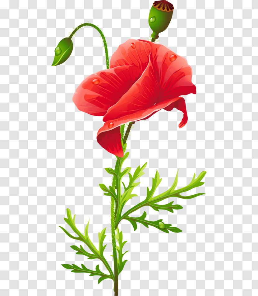Poppy Flower Red - Petal Transparent PNG