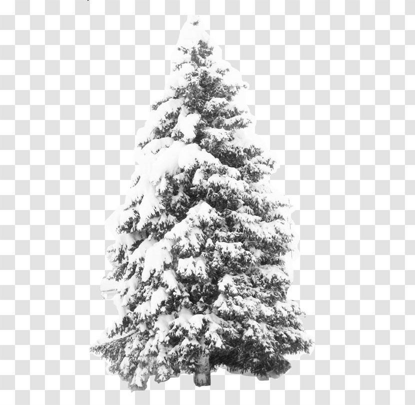 Snowflake Tree Pine - Snow Transparent PNG