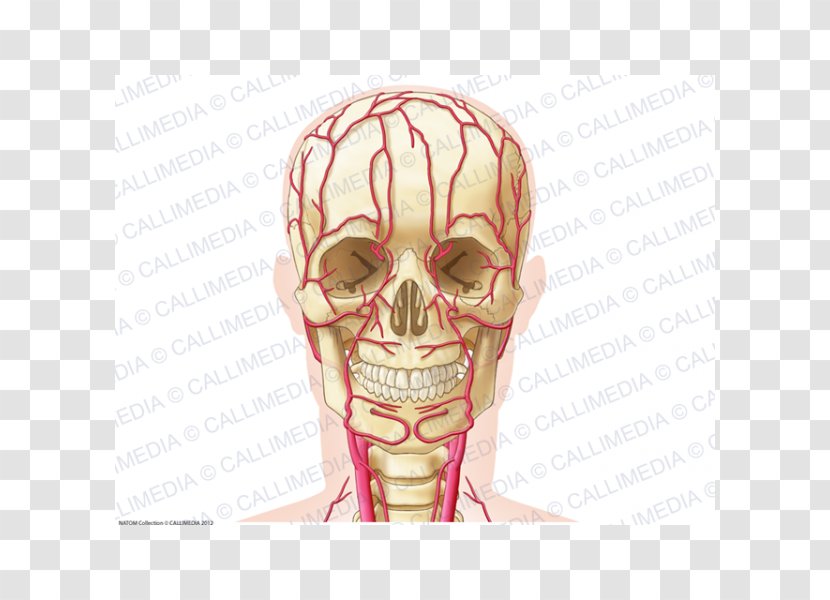Ear Artery Head Neck Anatomy - Cartoon Transparent PNG