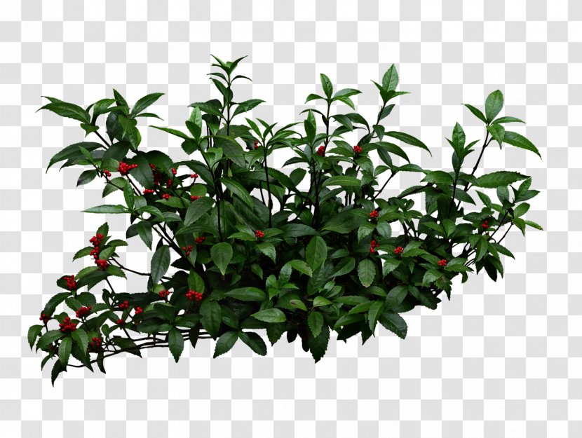 Shrub Garden Pixel Clip Art - Evergreen - Plant Shrubs Transparent PNG