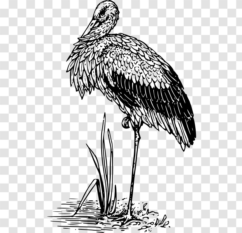 White Stork Bird Crane Beak Clip Art - Wing Transparent PNG