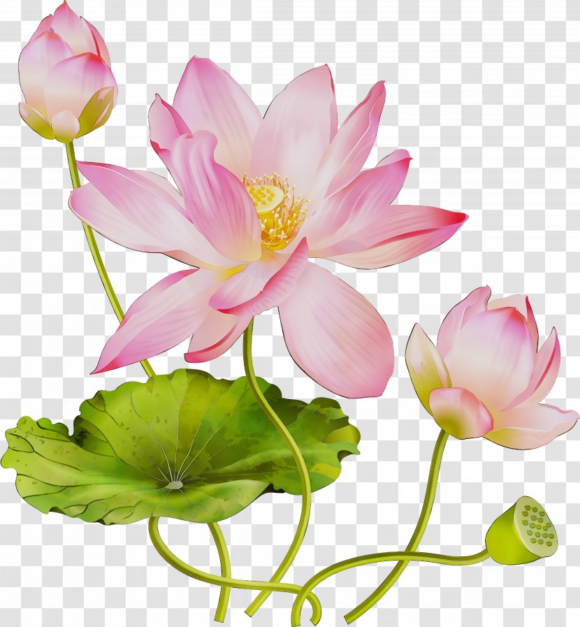 Sacred Lotus Floral Design Cut Flowers Artificial Flower - Family - Botany Transparent PNG