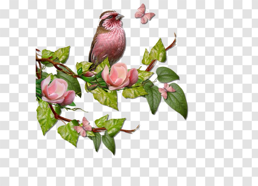 Bird In The Tree Branch - Rose Family - T Initial Floral Transparent PNG