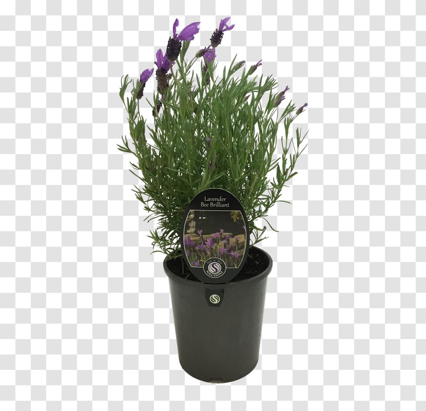 Zanzibar Gem Flowerpot Succulent Plant Parrot - Crock - Lavender Transparent PNG