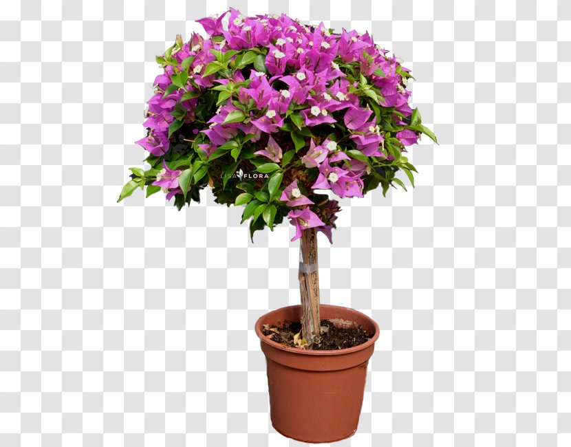 Cut Flowers Shrub Flowerpot Houseplant Tree - Balcony Porch Planter Transparent PNG