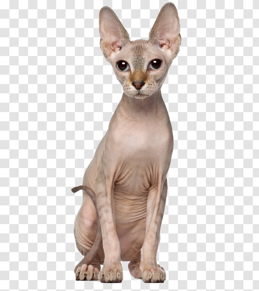 Sphynx Cat Oriental Shorthair Kitten Dog Allergy To Cats Transparent PNG