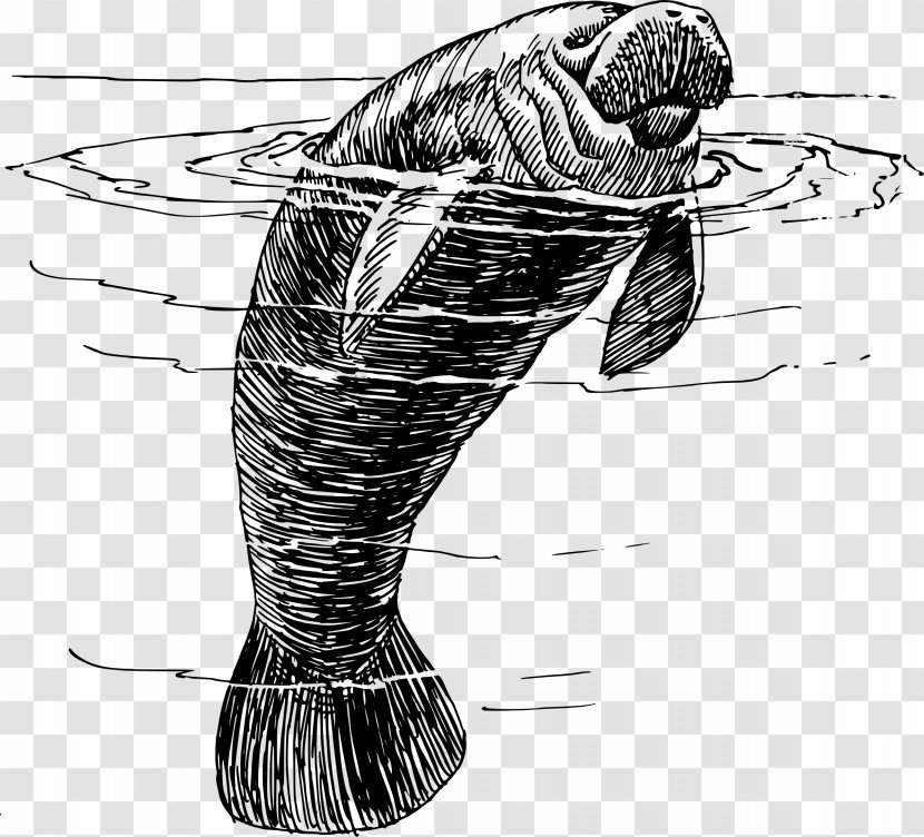 West Indian Manatee Save The Club Miami Manatees Drawing Clip Art - Invertebrate - Photography Transparent PNG