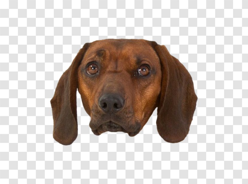 Redbone Coonhound Treeing Walker Black And Tan Plott Hound Dachshund - Dog Bubbles Transparent PNG