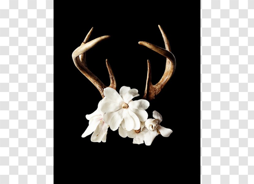 Antler Flower Floral Design Horn Deer - Affixed Watercolor Transparent PNG