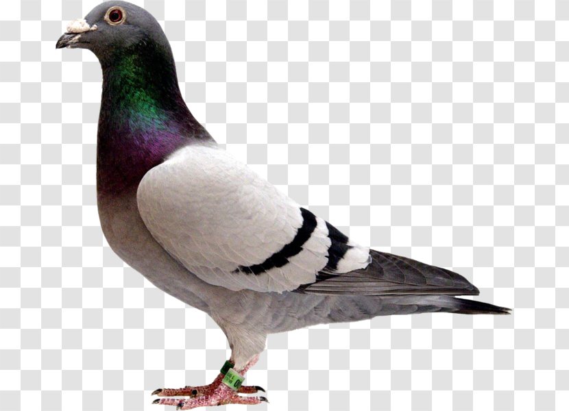 Pigeons And Doves Homing Pigeon Racing Homer Fancy Bird Transparent PNG