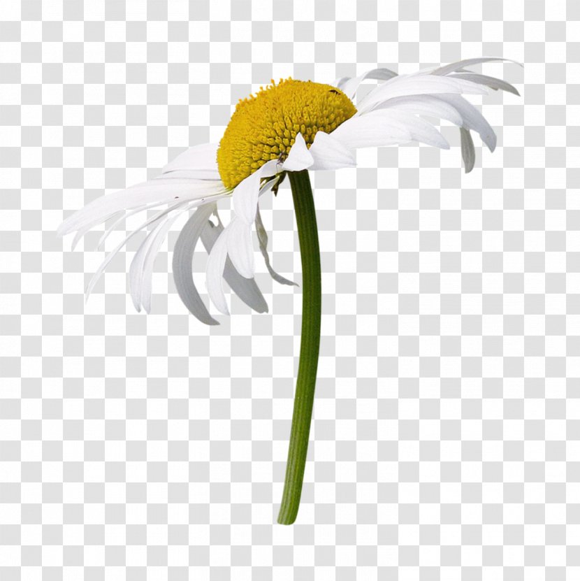 German Chamomile Medicinal Plants Image Transparent PNG