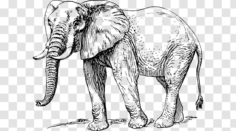 African Elephant Elephantidae Drawing Clip Art - Big Cats - Drawings Of Fantasy Animals Transparent PNG